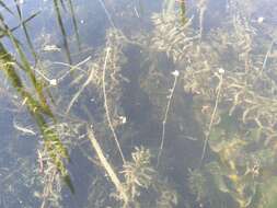 Image of western waterweed