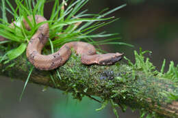 Image of Hognosed Pit Viper