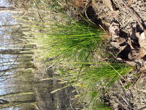 Image de Carex alba Scop.