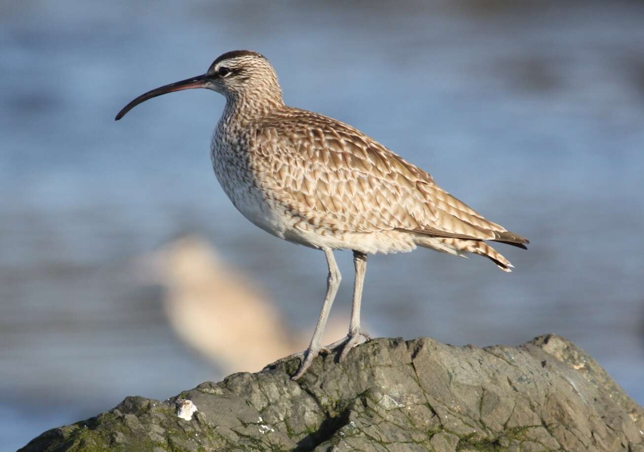 Image of Hudsonian Whimbrel