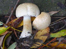 Imagem de Agaricus sylvicola