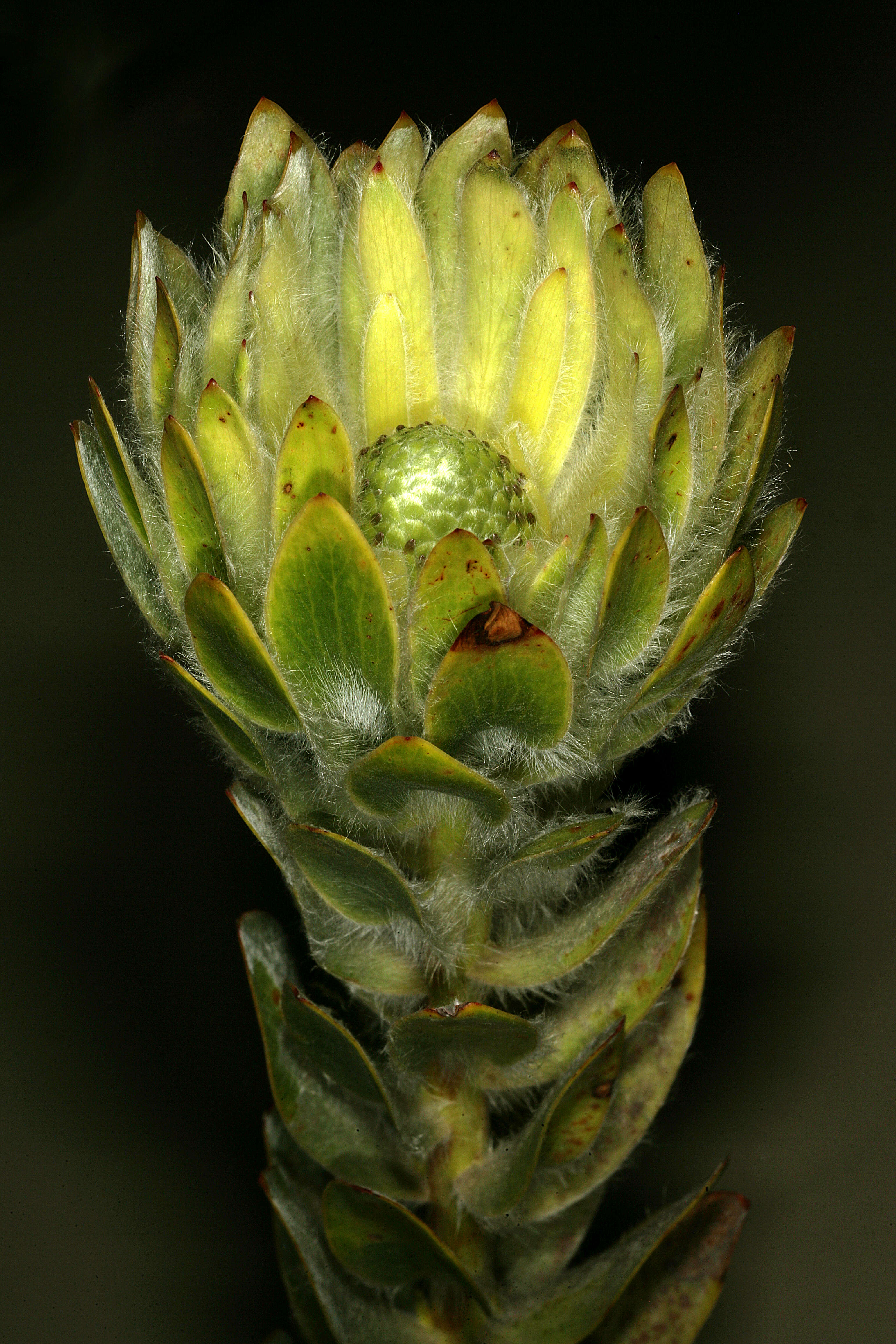 Image of Leucadendron nervosum Phillips & Hutchinson