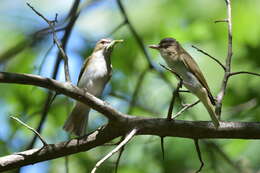 Image of Red-eyed Vireo