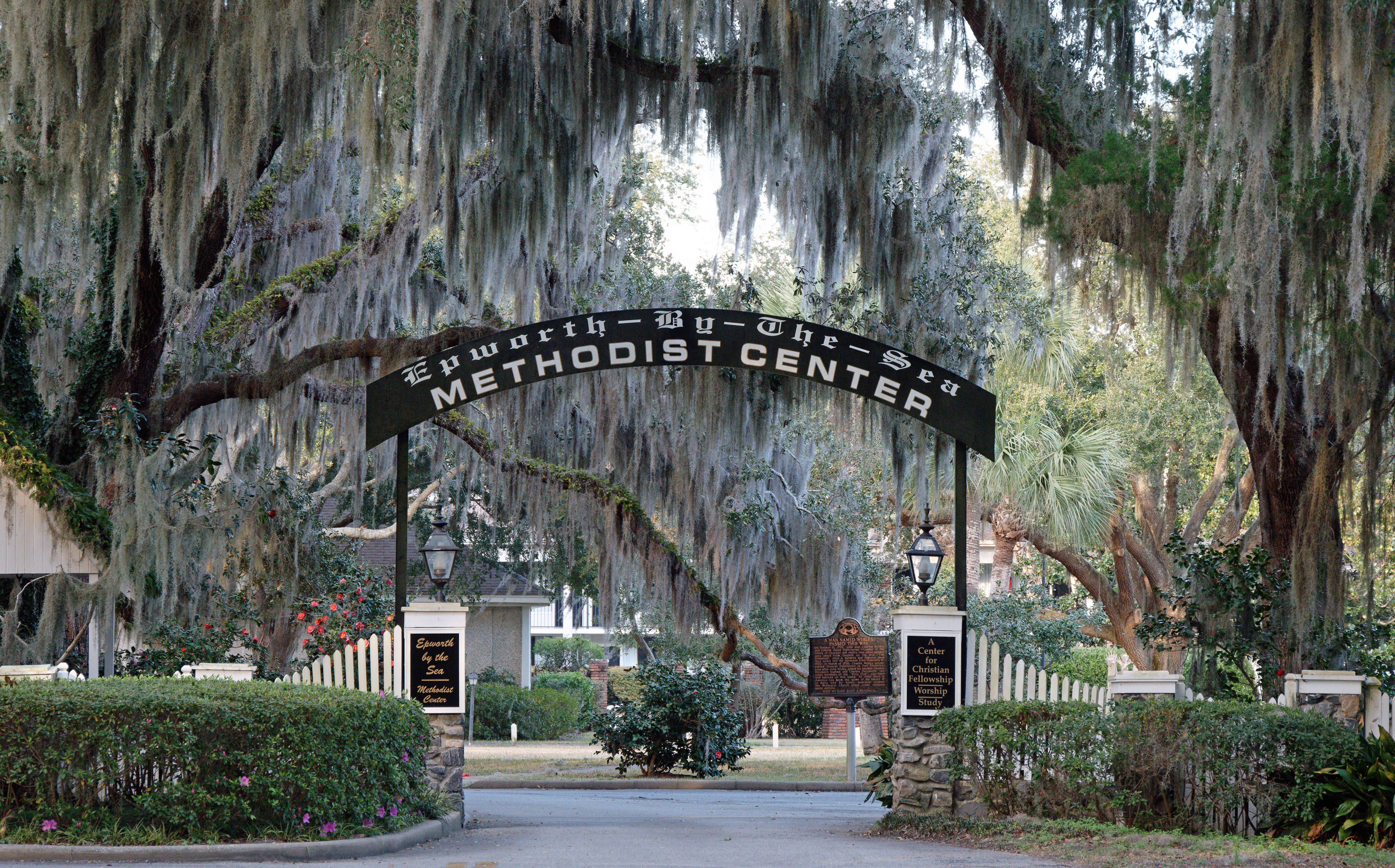 Image of Spanish moss