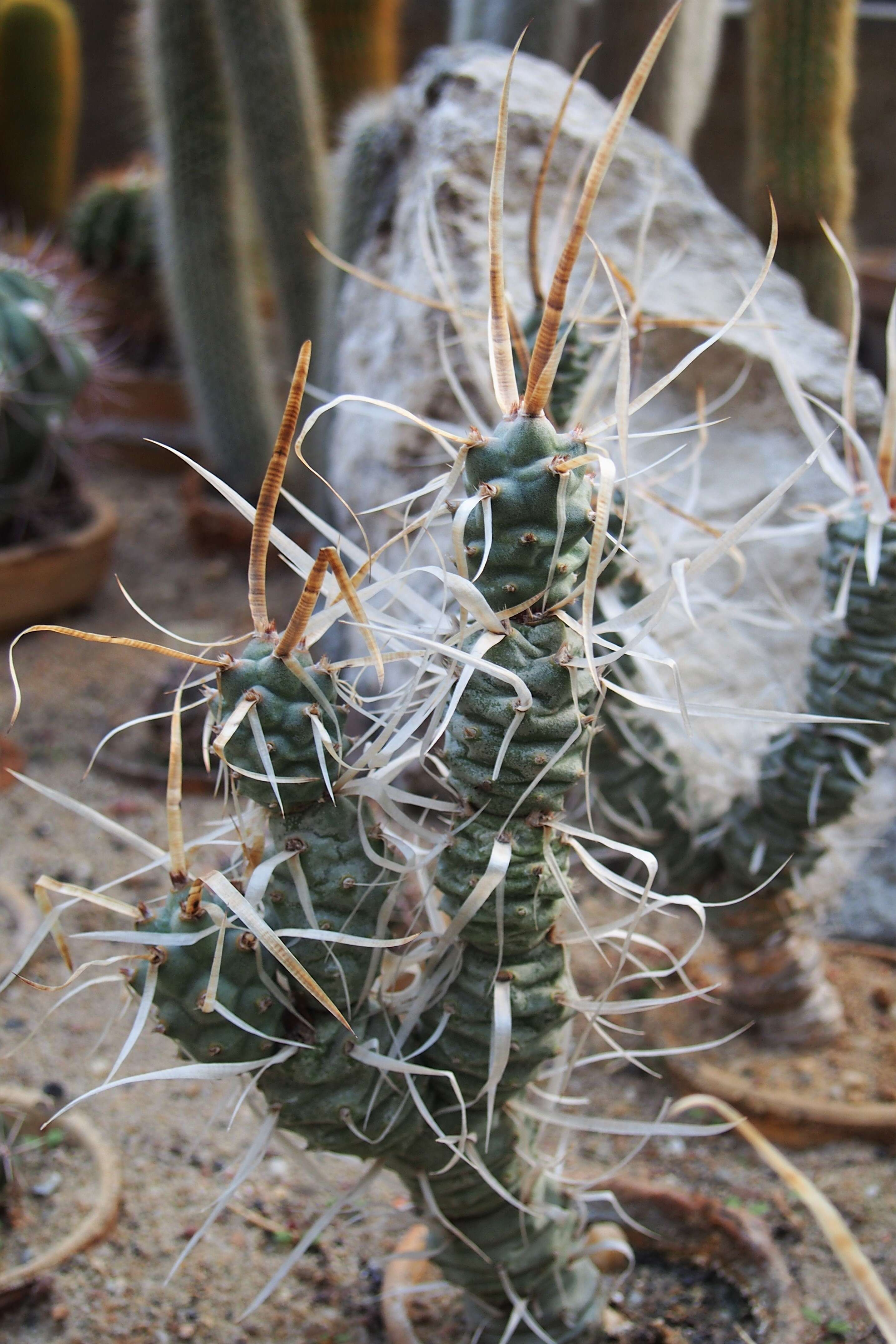 Image of Tephrocactus articulatus