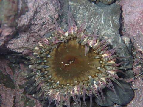 Image of Sand anemone