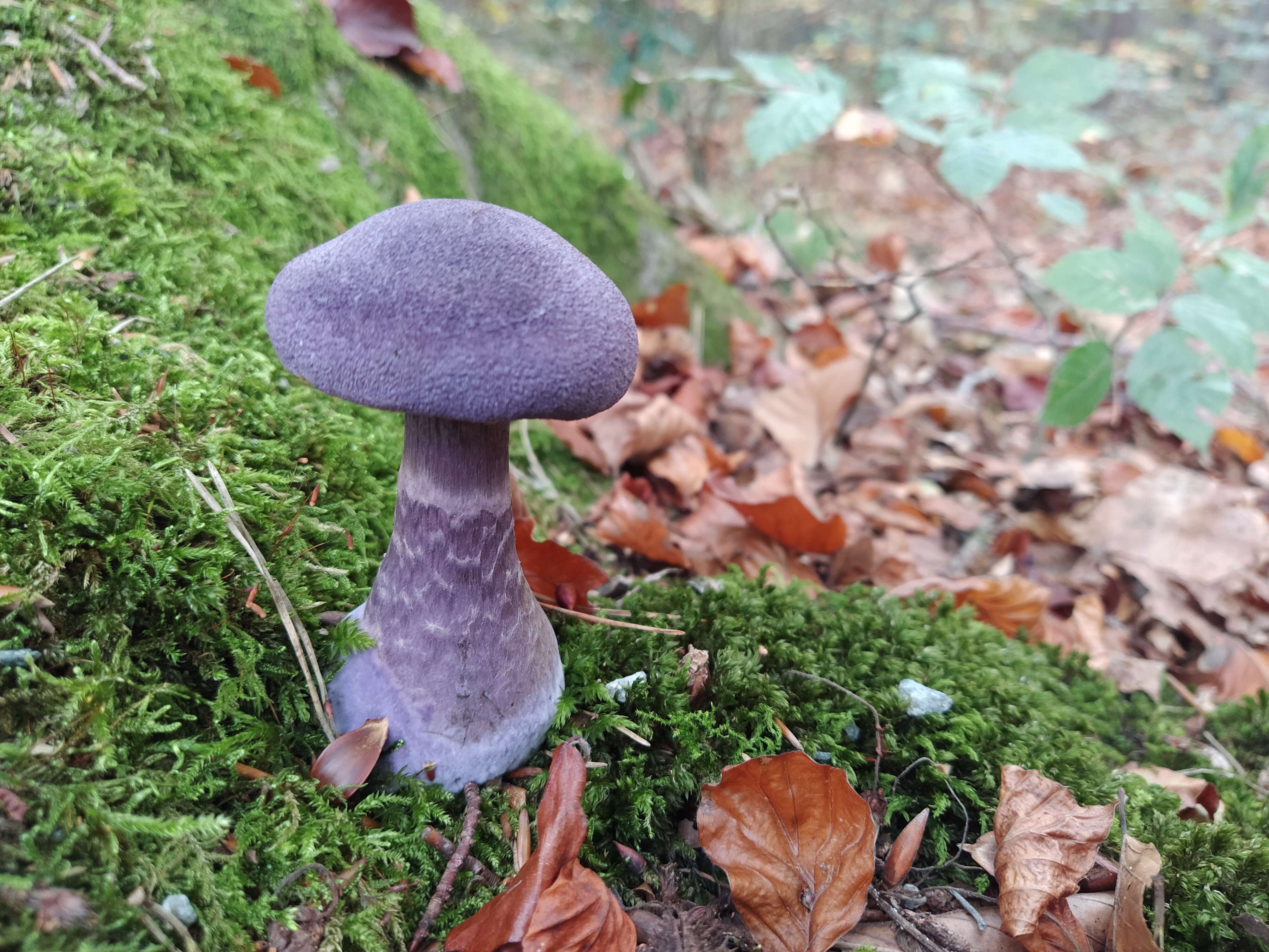 Image of Cortinarius violaceus (L.) Gray 1821