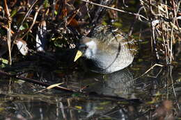 Image de Marouette de Caroline