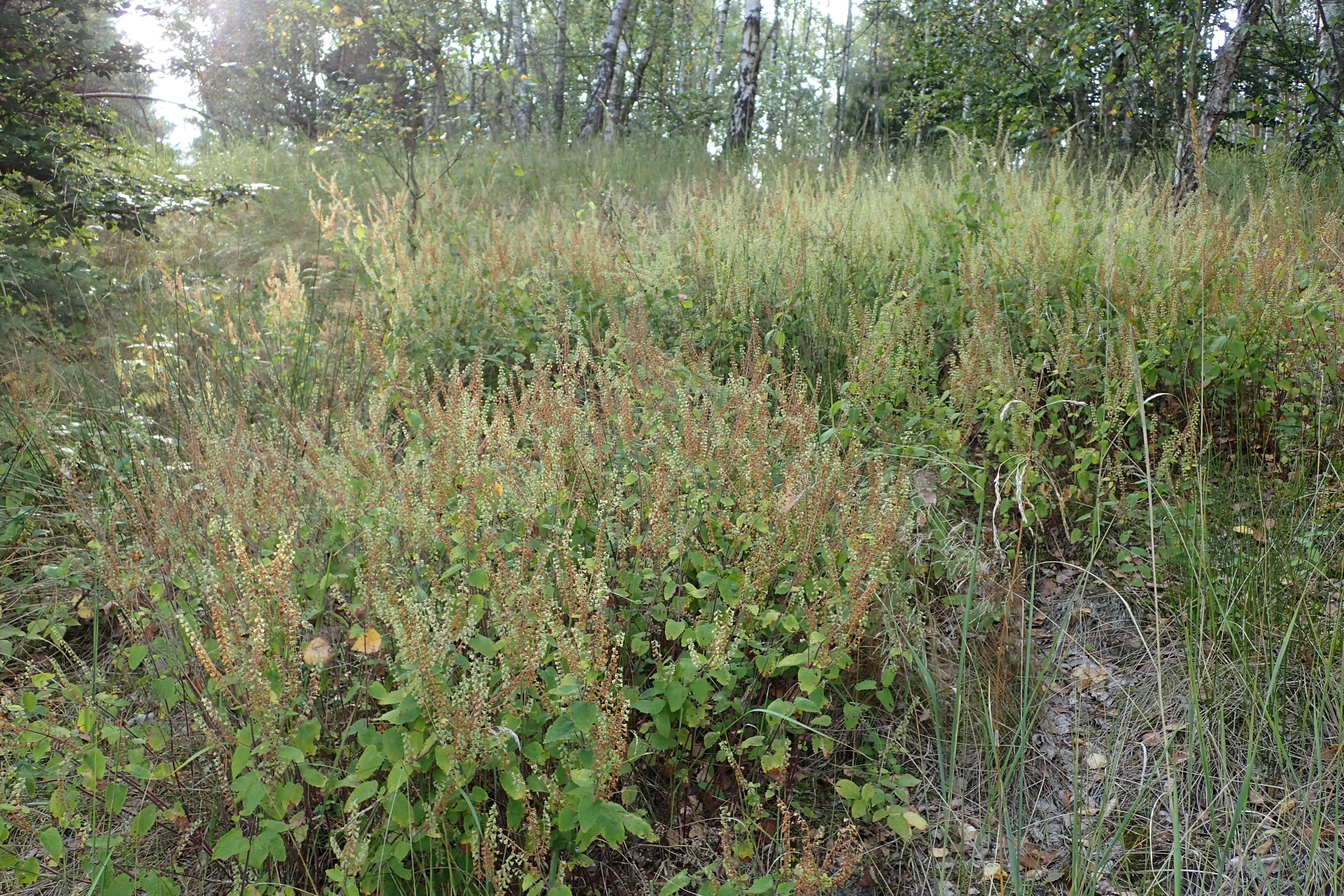Слика од Teucrium scorodonia L.