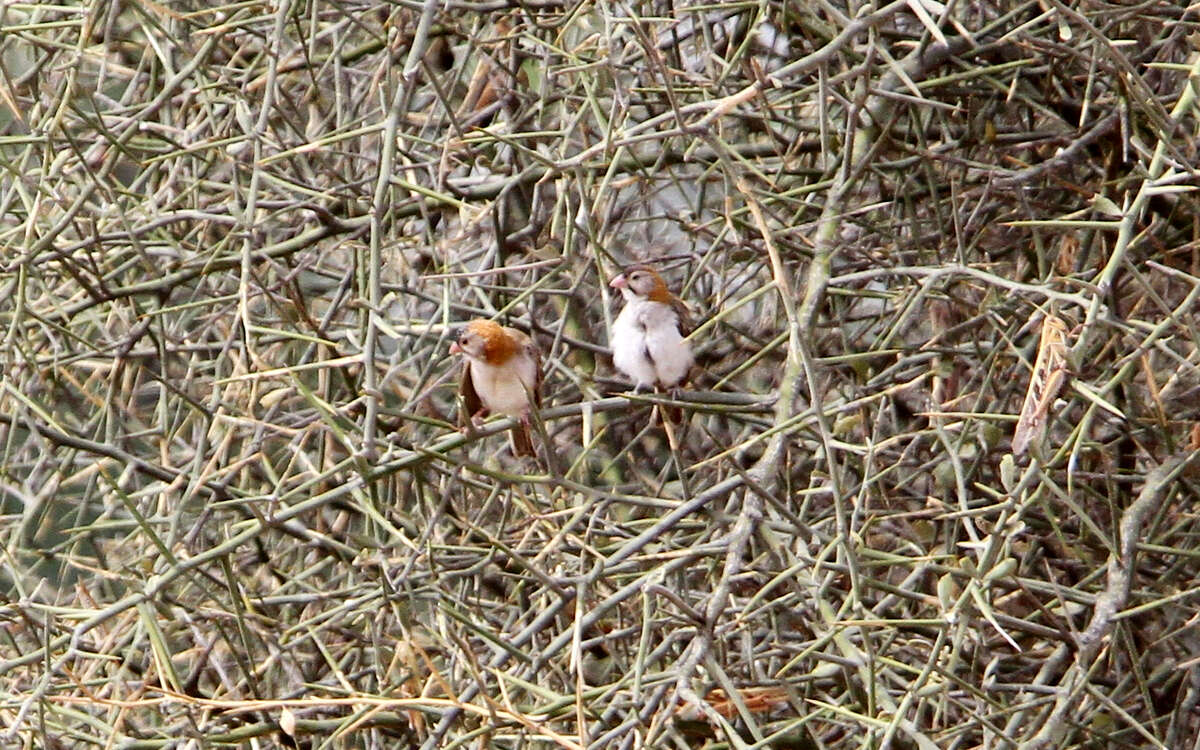 Image of Speckle-fronted Weaver