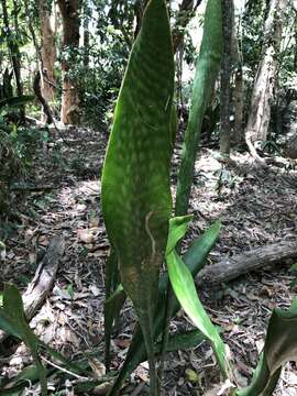 Image of viper's bowstring hemp