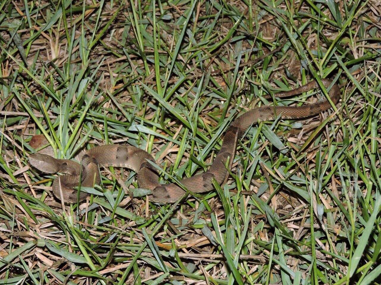 Image of Brazilian Lancehead