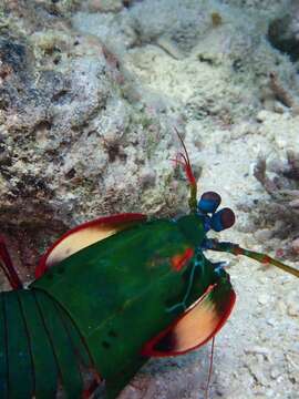 Image of Odontodactylus scyllarus