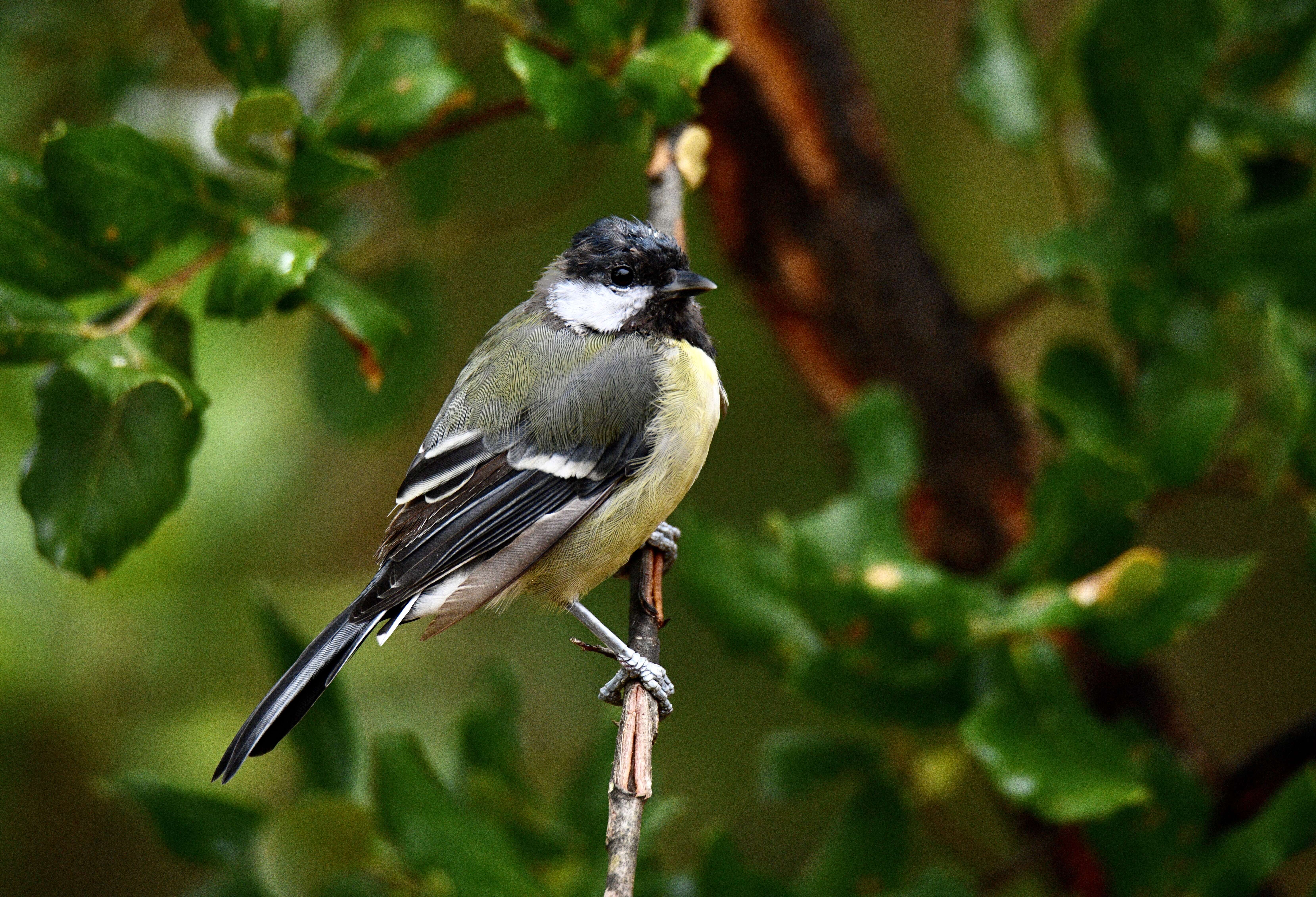 Image of Great Tit