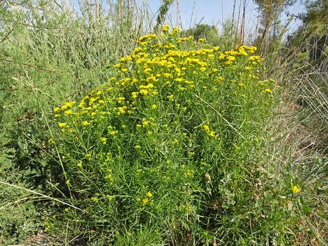 Image of western goldentop