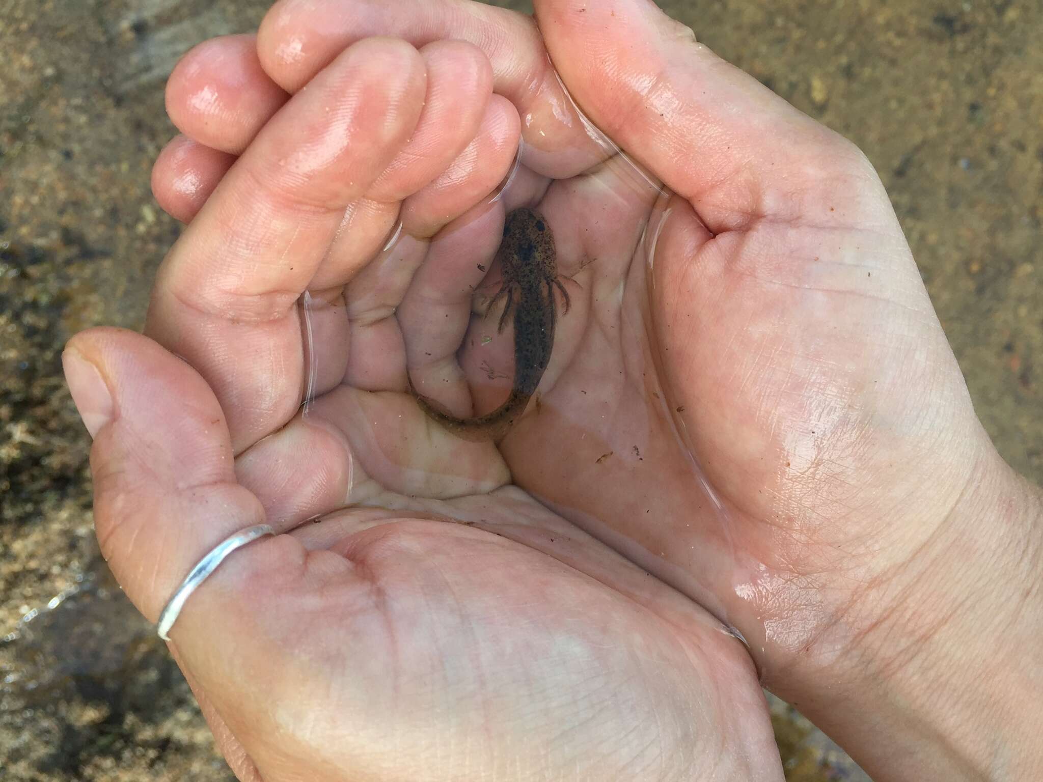 Image of Barred Tiger Salamander