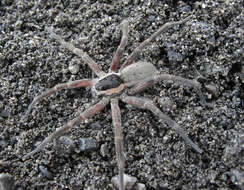 Plancia ëd Dolomedes aquaticus Goyen 1888