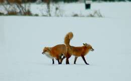 Image of Cascades red fox