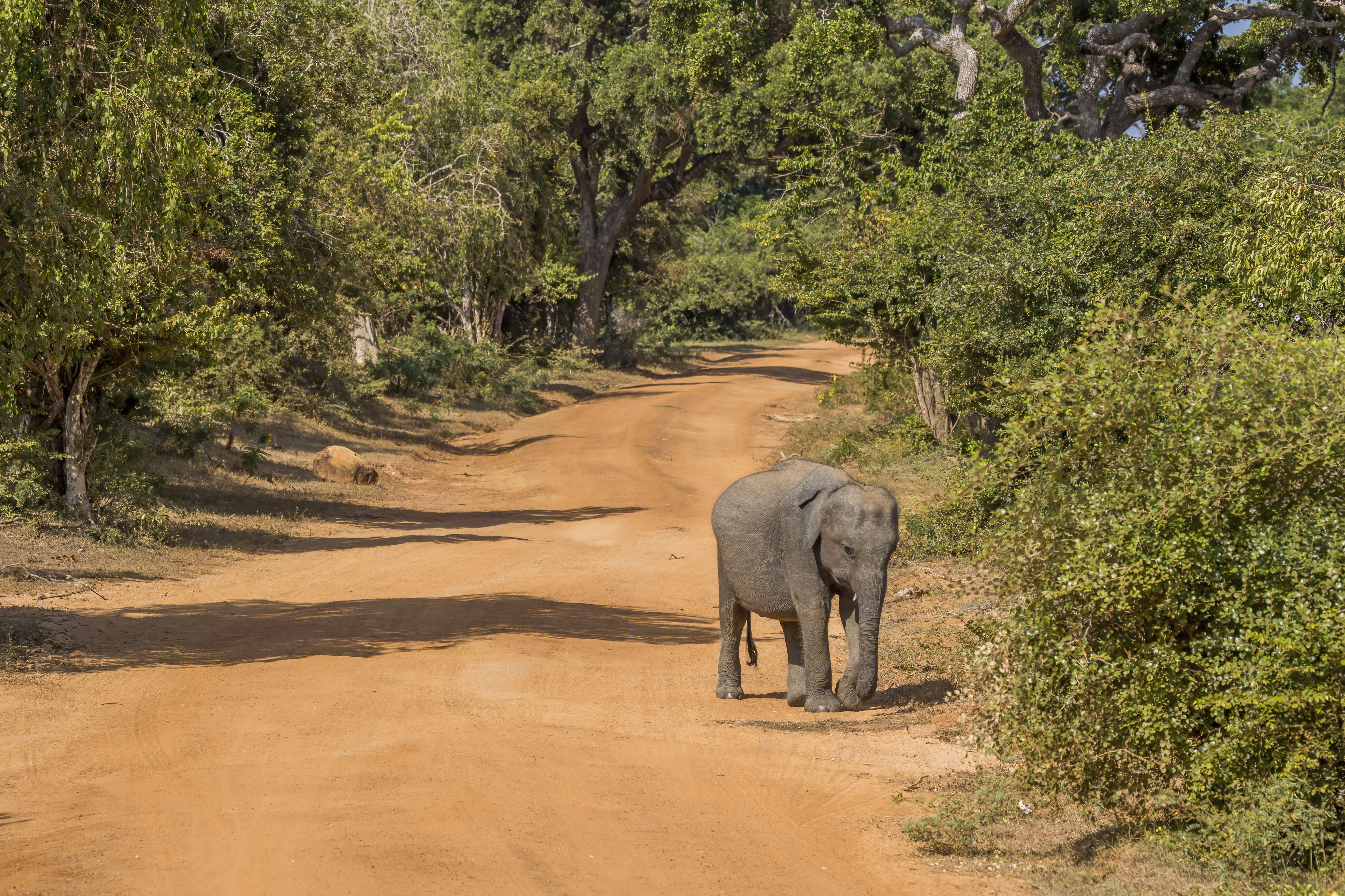 Image of Sri Lankan elephant