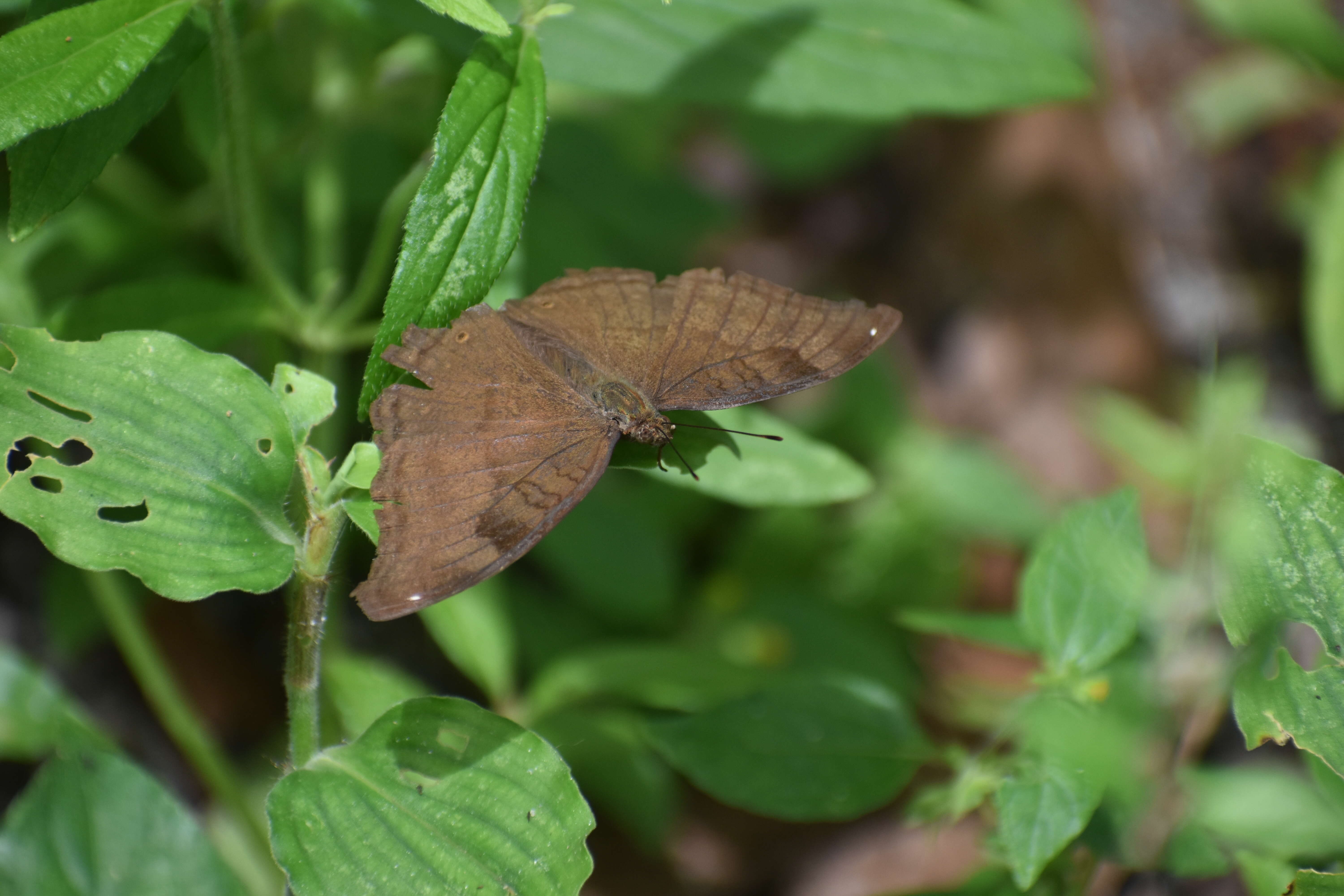 Image of chocolate pansy