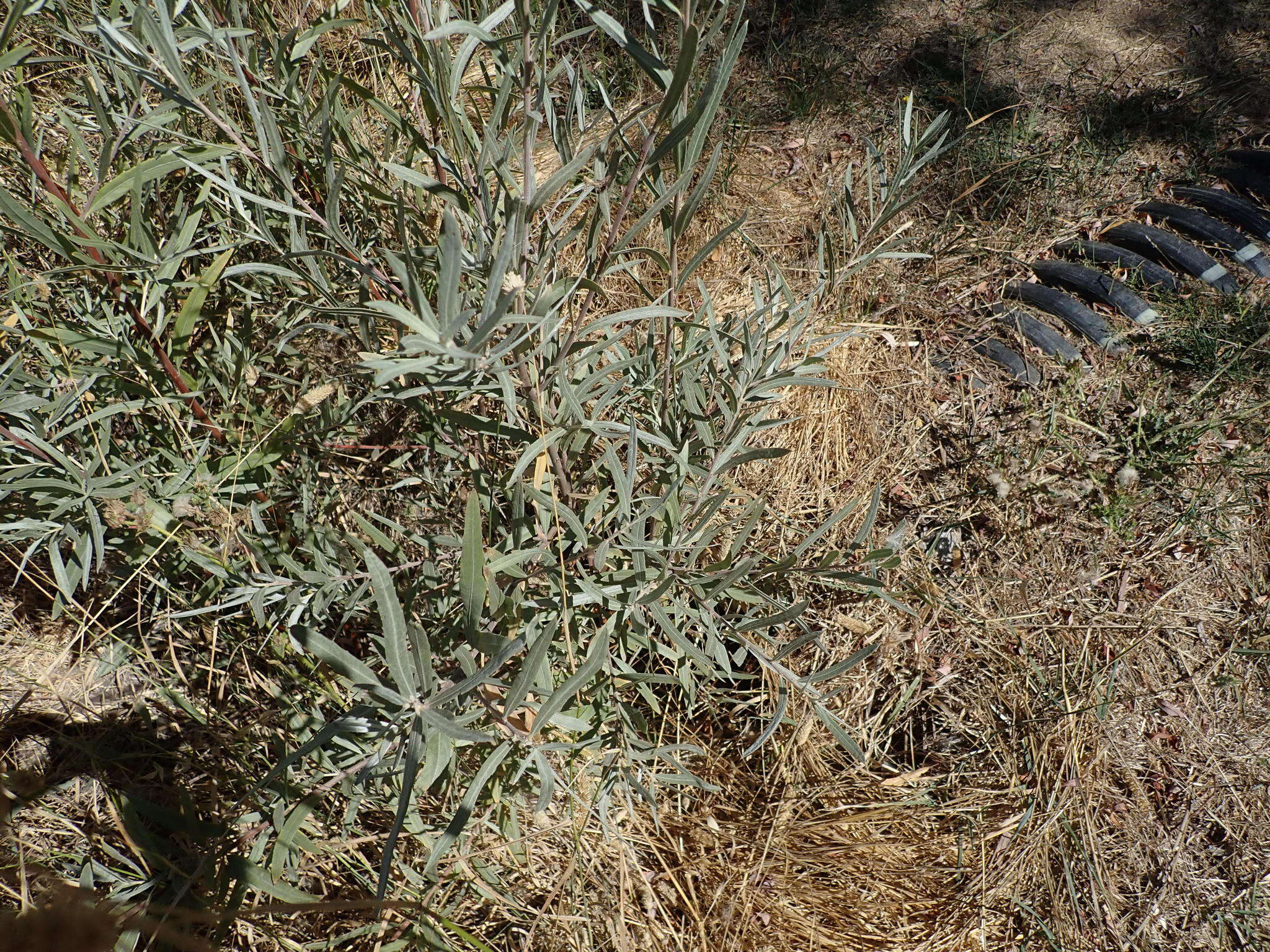 Image of narrowleaf willow