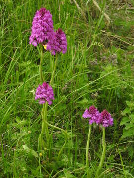 صورة Anacamptis pyramidalis (L.) Rich.