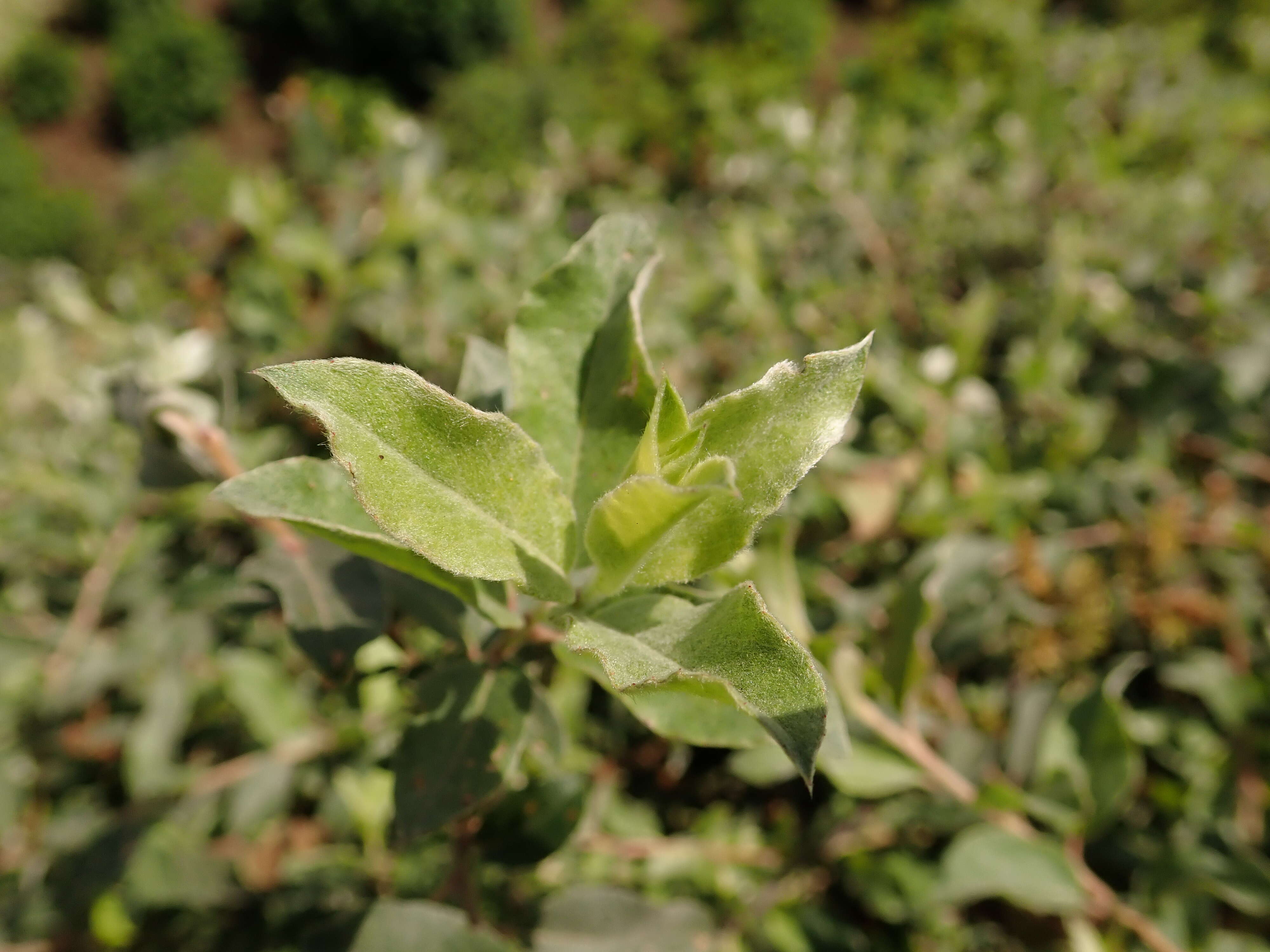 Image of Salix alpina Scop.