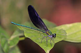 Image of Western Bluewing