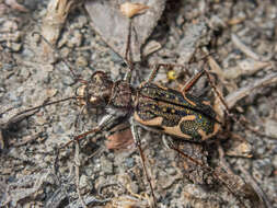 Image of Neocicindela