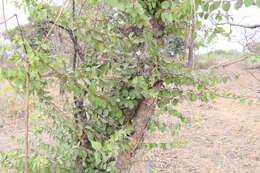 Image of governor's plum