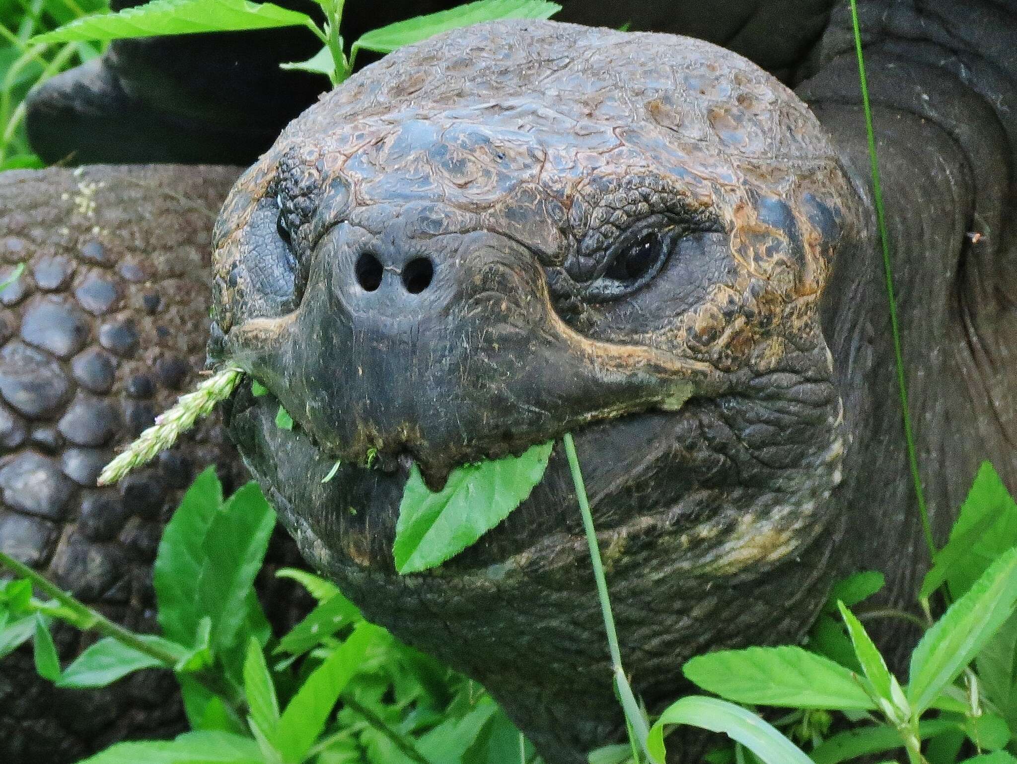 Image of Galapagos giant tortoise