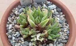 Image of Haworthia maraisii Poelln.