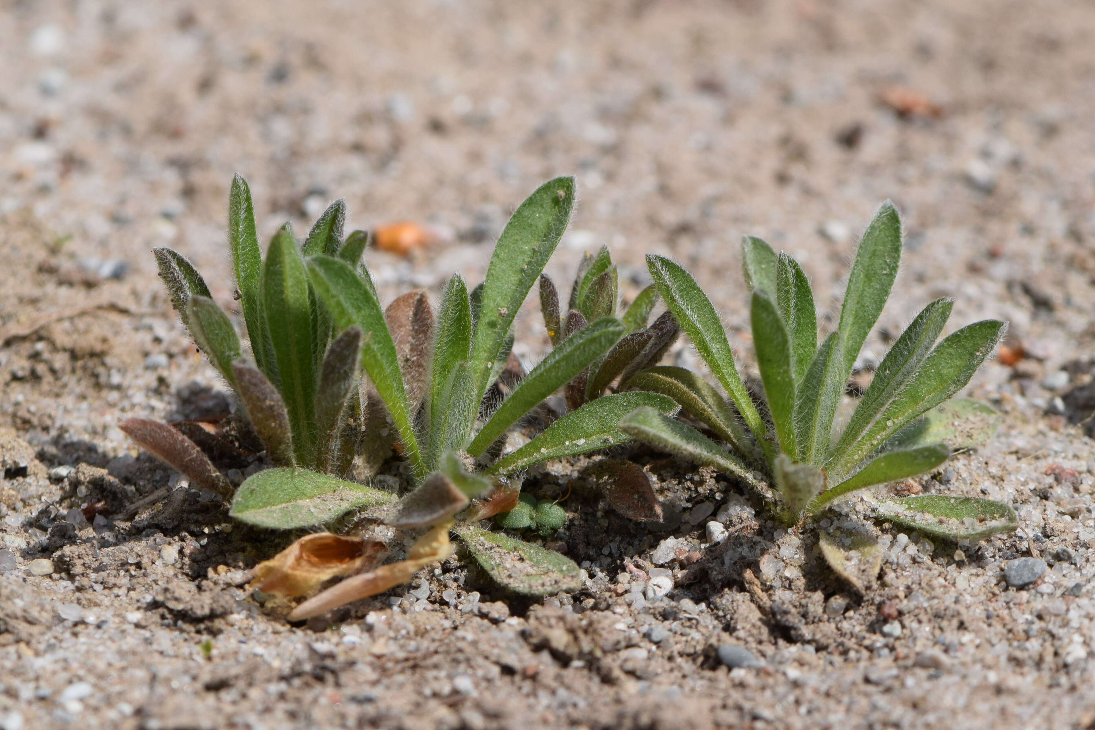 Image of European stickseed