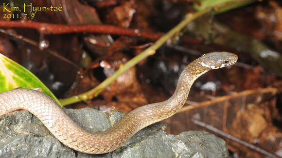 Image of Japanese Keelback