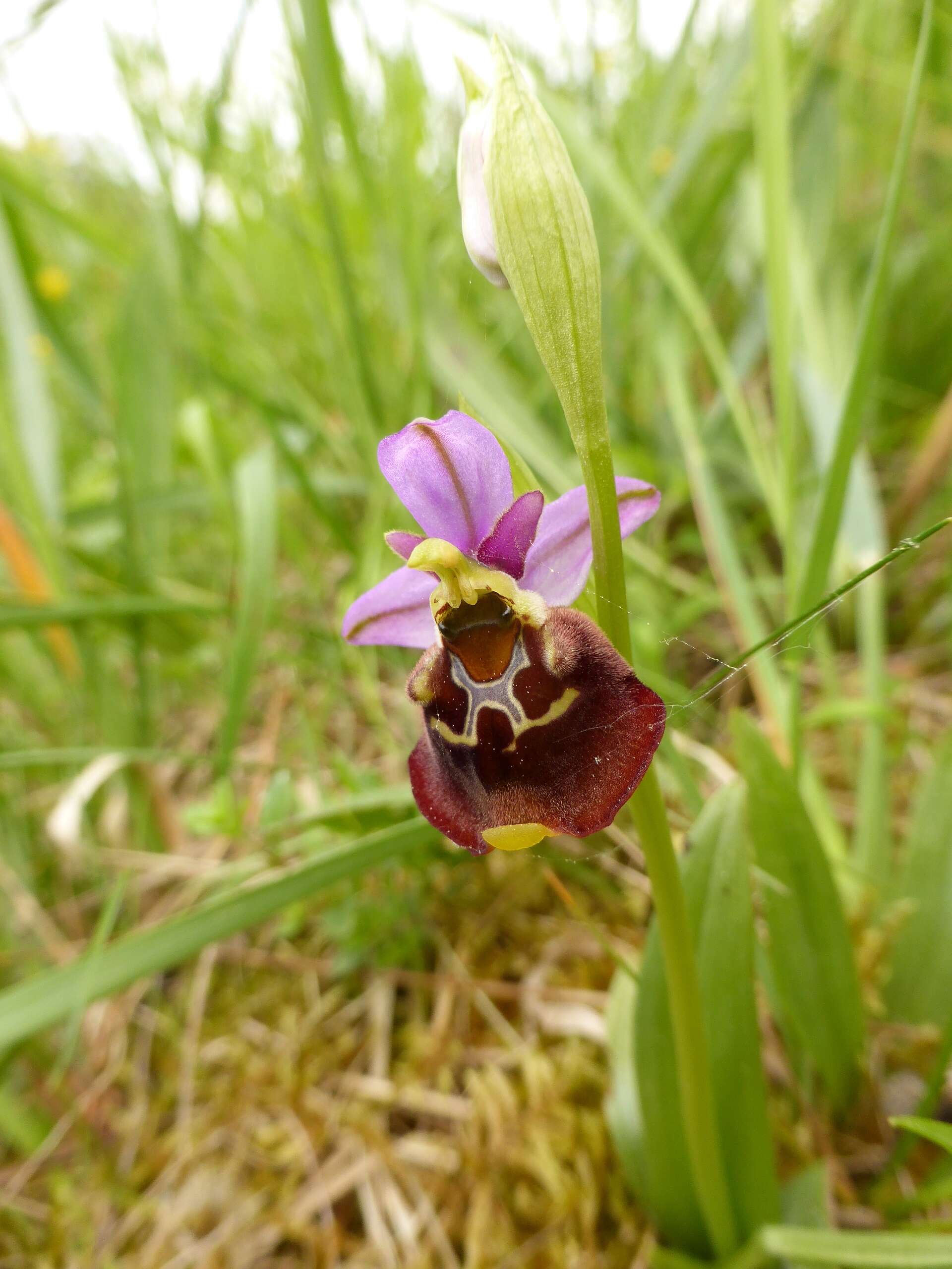 Image of Ophrys holosericea