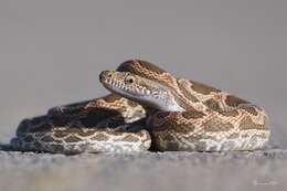 Image of Werner's Diadem Snake