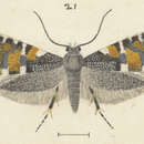 Glyphipterix euastera Meyrick 1880 resmi