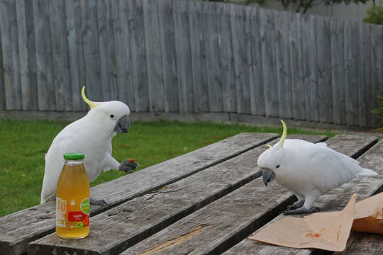 Image of Sulphur-crested Cockatoo