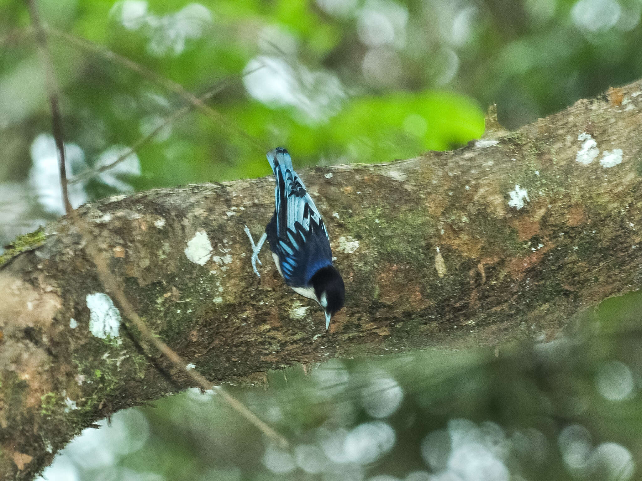 Image of Blue Nuthatch