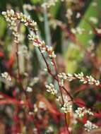 Image of Pygmy Smartweed