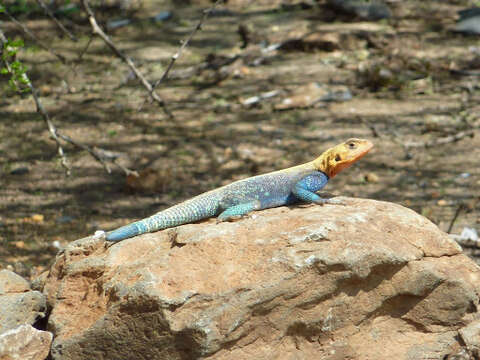 Image of Kenya Rock Agama