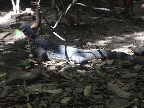 Image of Varanus palawanensis Koch, Gaulke & Böhme 2010