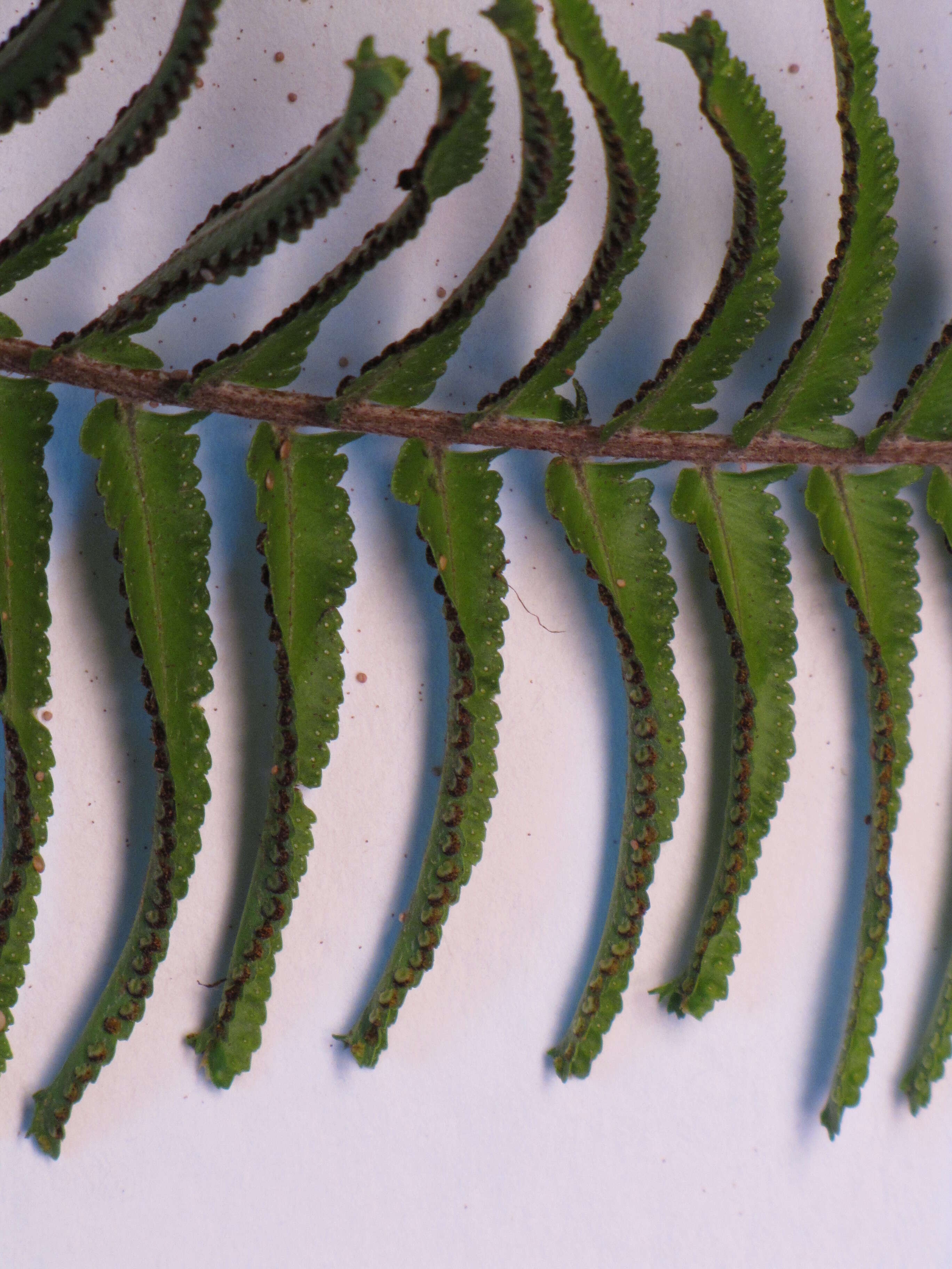 Image of Asian sword fern