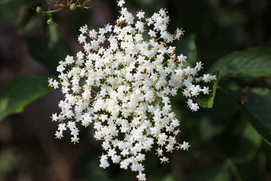 Imagem de Sambucus nigra L.