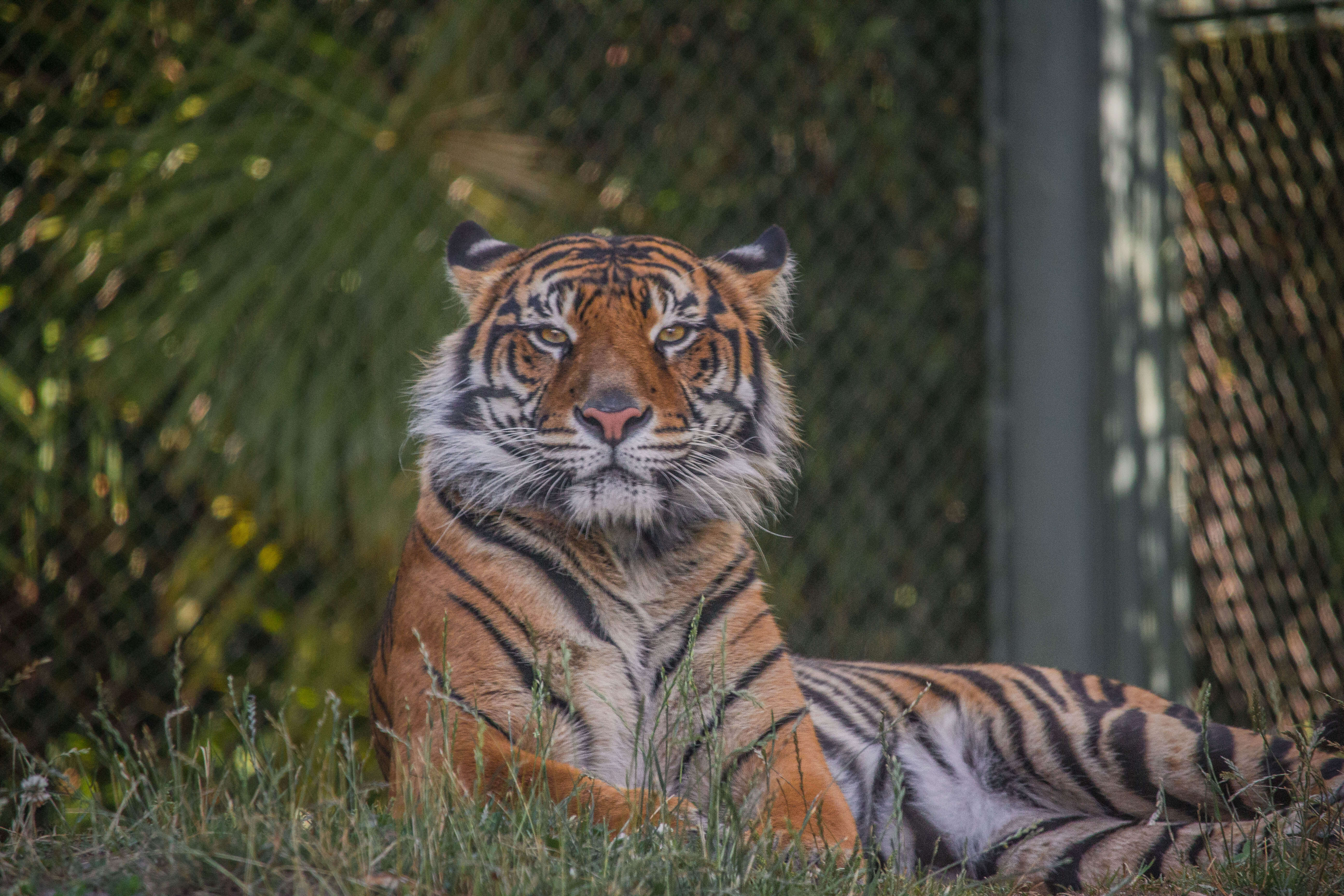 Image of Javan Tiger