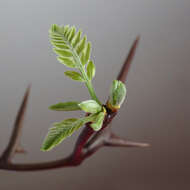 Image of Honey Locust