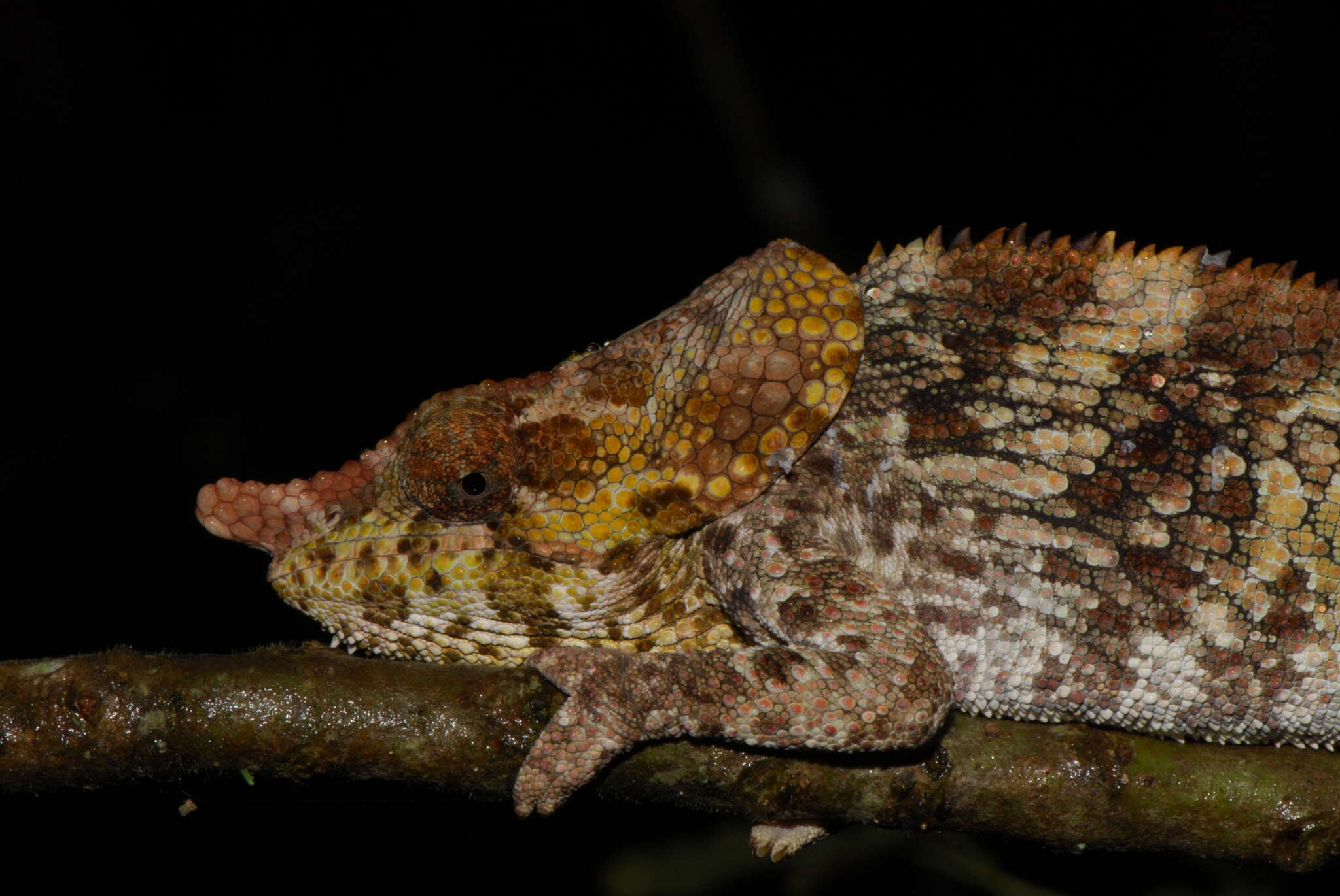 Image of Short-horned Chameleon