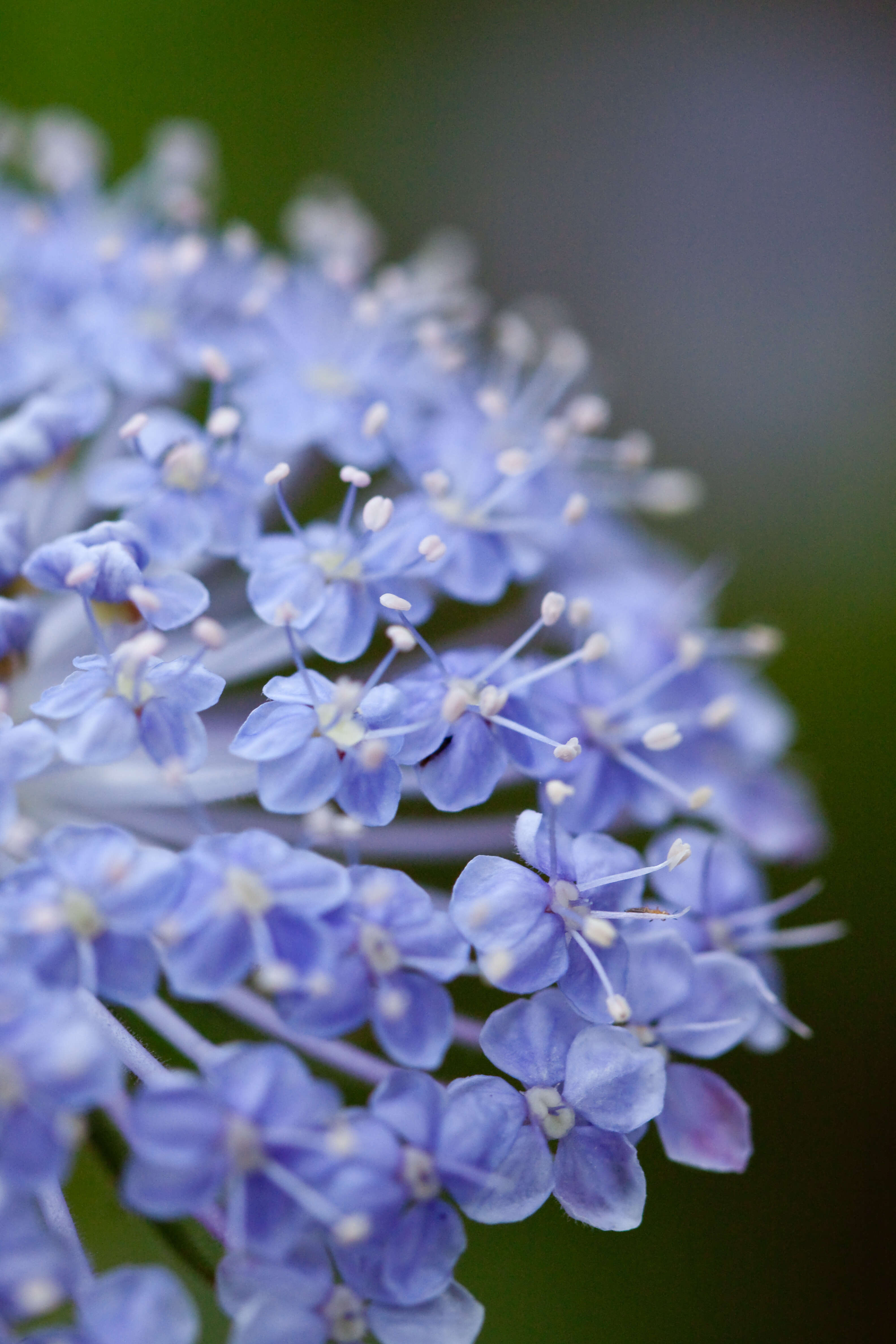 Image of Trachymene coerulea R. Grah.