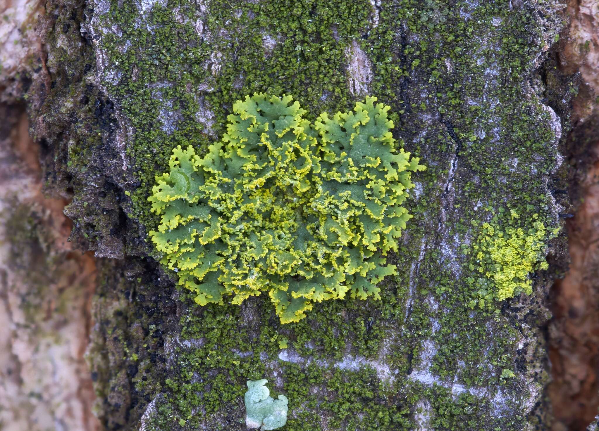 Image of lemon lichen