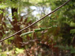 Image of Pseudomantis